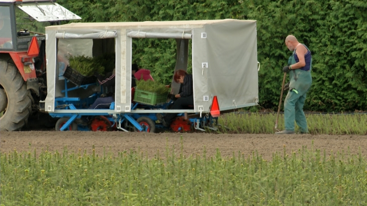 Čtyři roky, tak dlouho trvá semínku smrku, než se vrátí z ranské lesní školky zpět do lesa